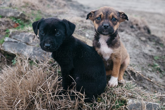 The Gospel According to Strays