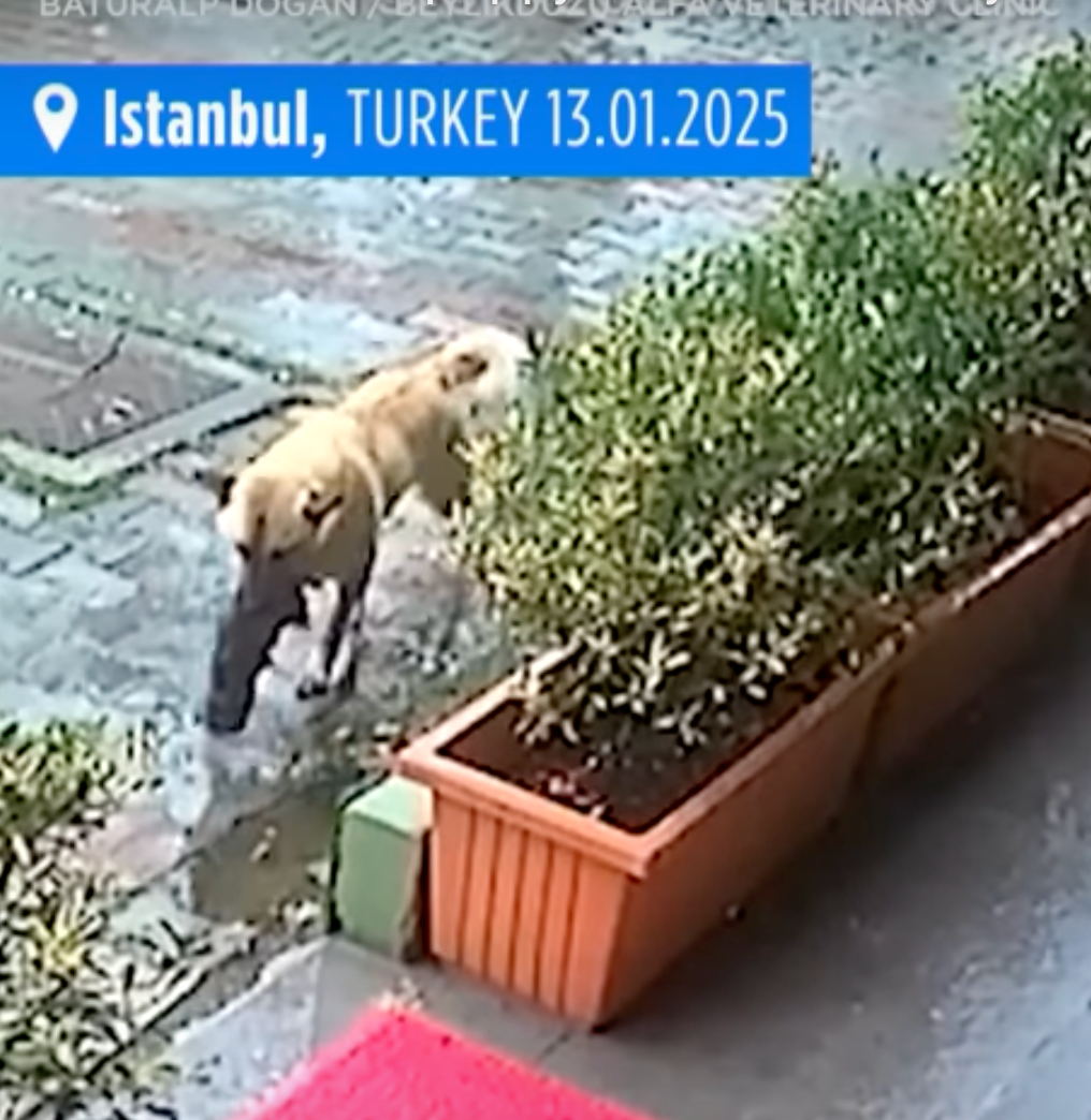 A Mother's Instinct: Dog Carries Unconscious Puppy to Veterinary Clinic