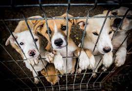 From Stray to Soulmate: Heartwarming Pet Adoption Stories