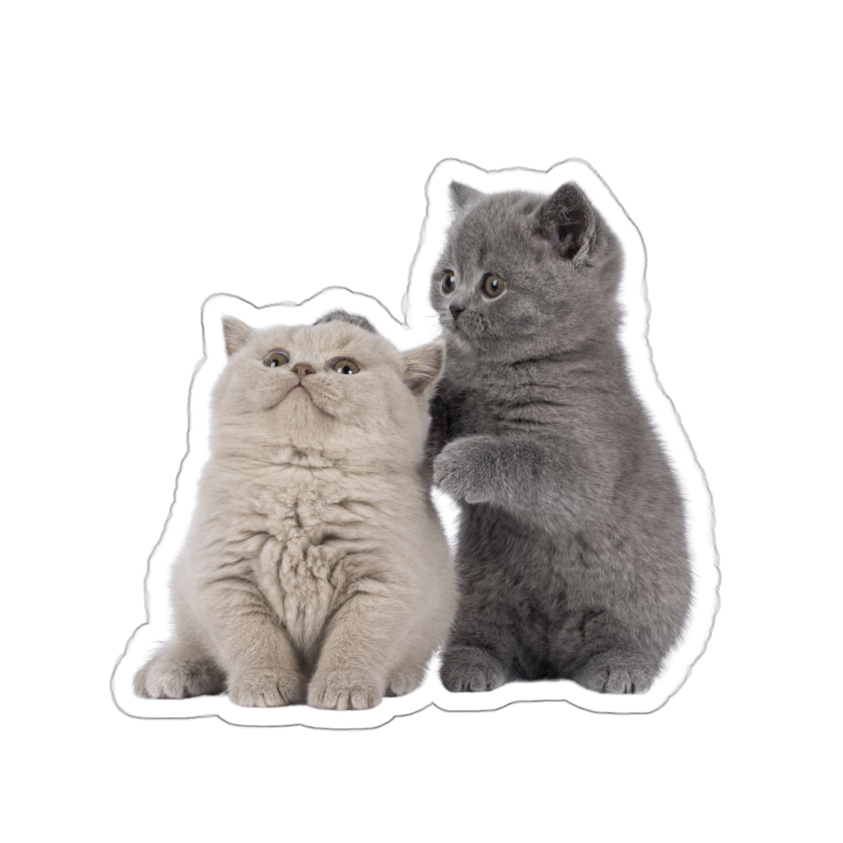 Fluffy Kittens - Kiss-Cut Stickers